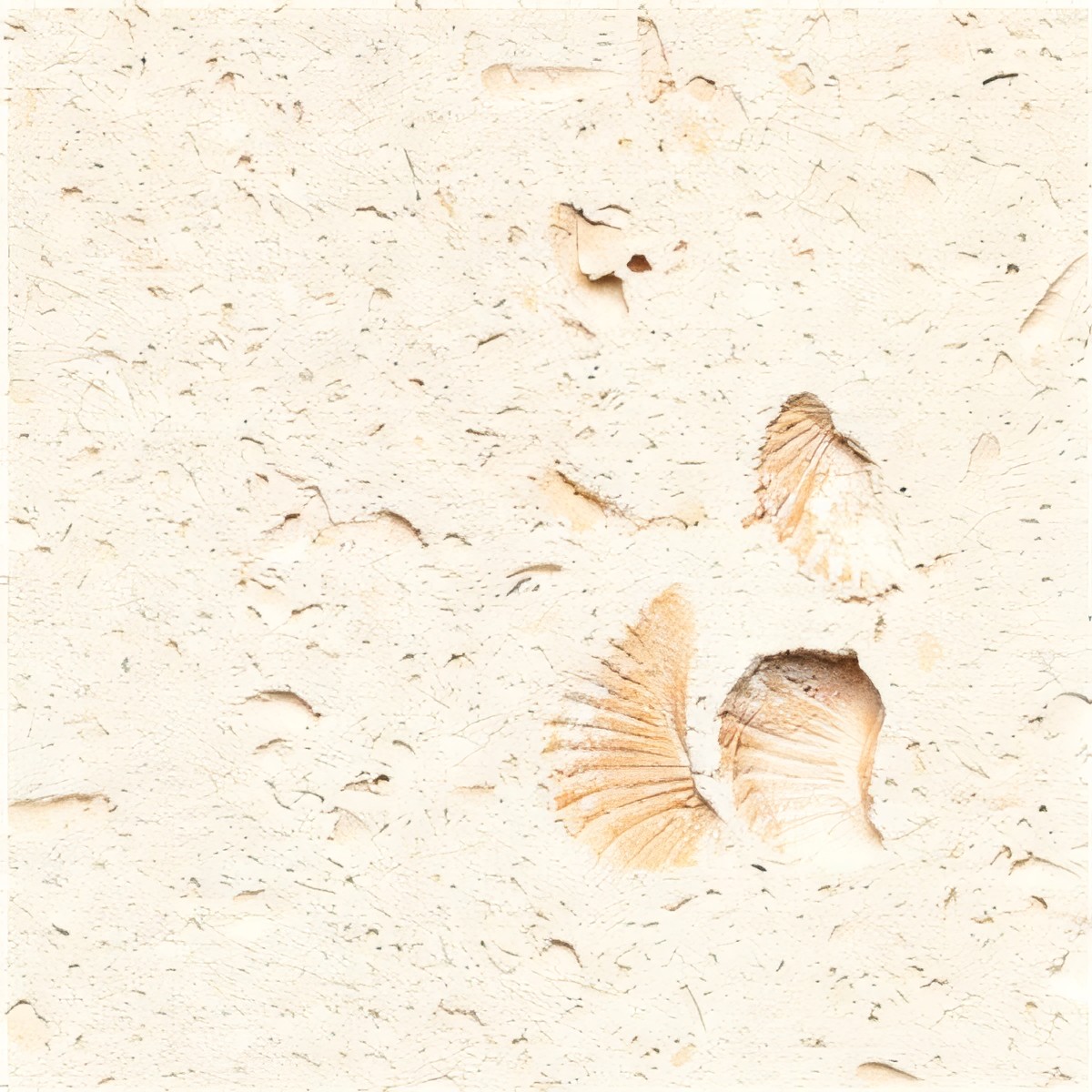 ULG-LMS-040 - Cordova Shell Limestone