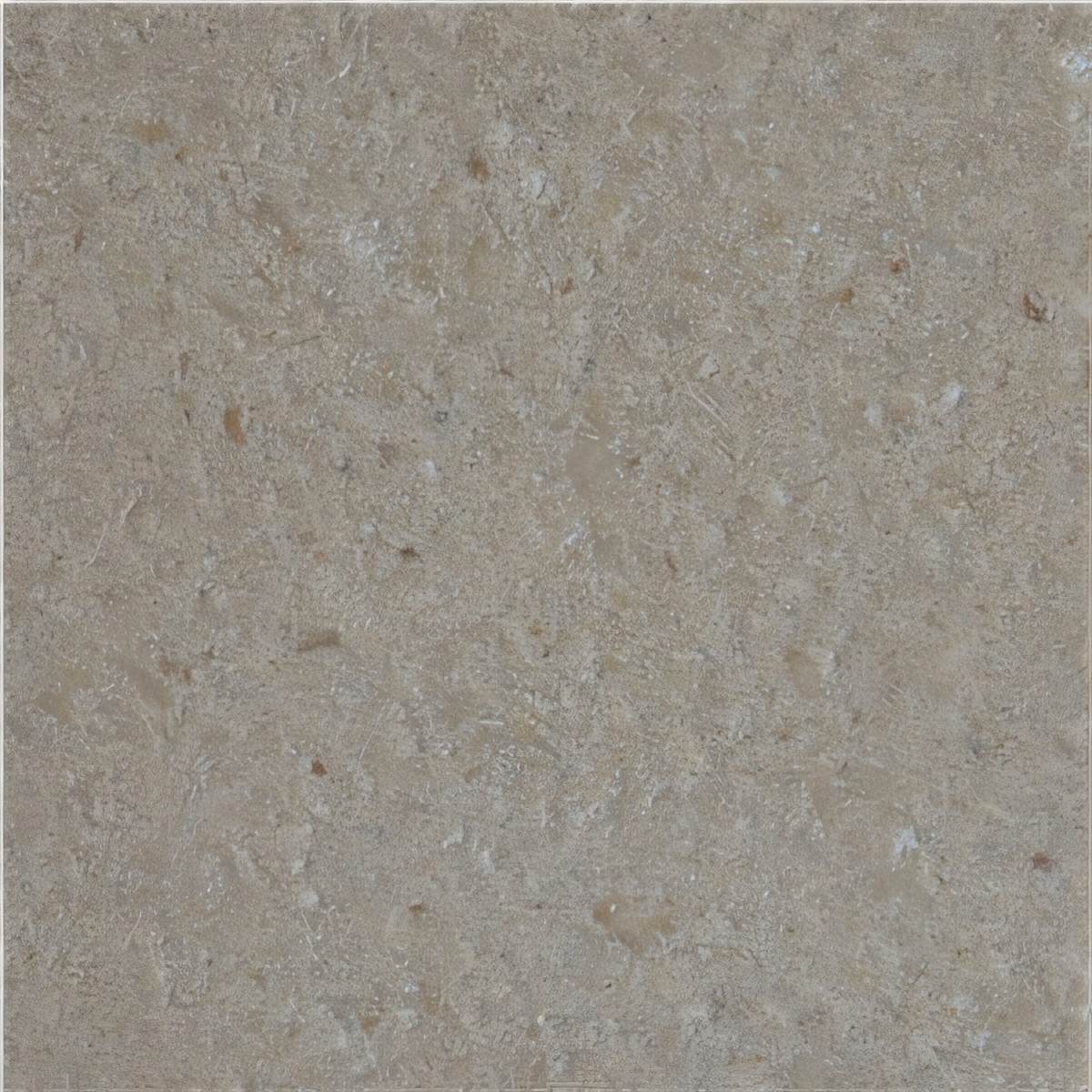 ULG-LMS-053 - Testa Limestone