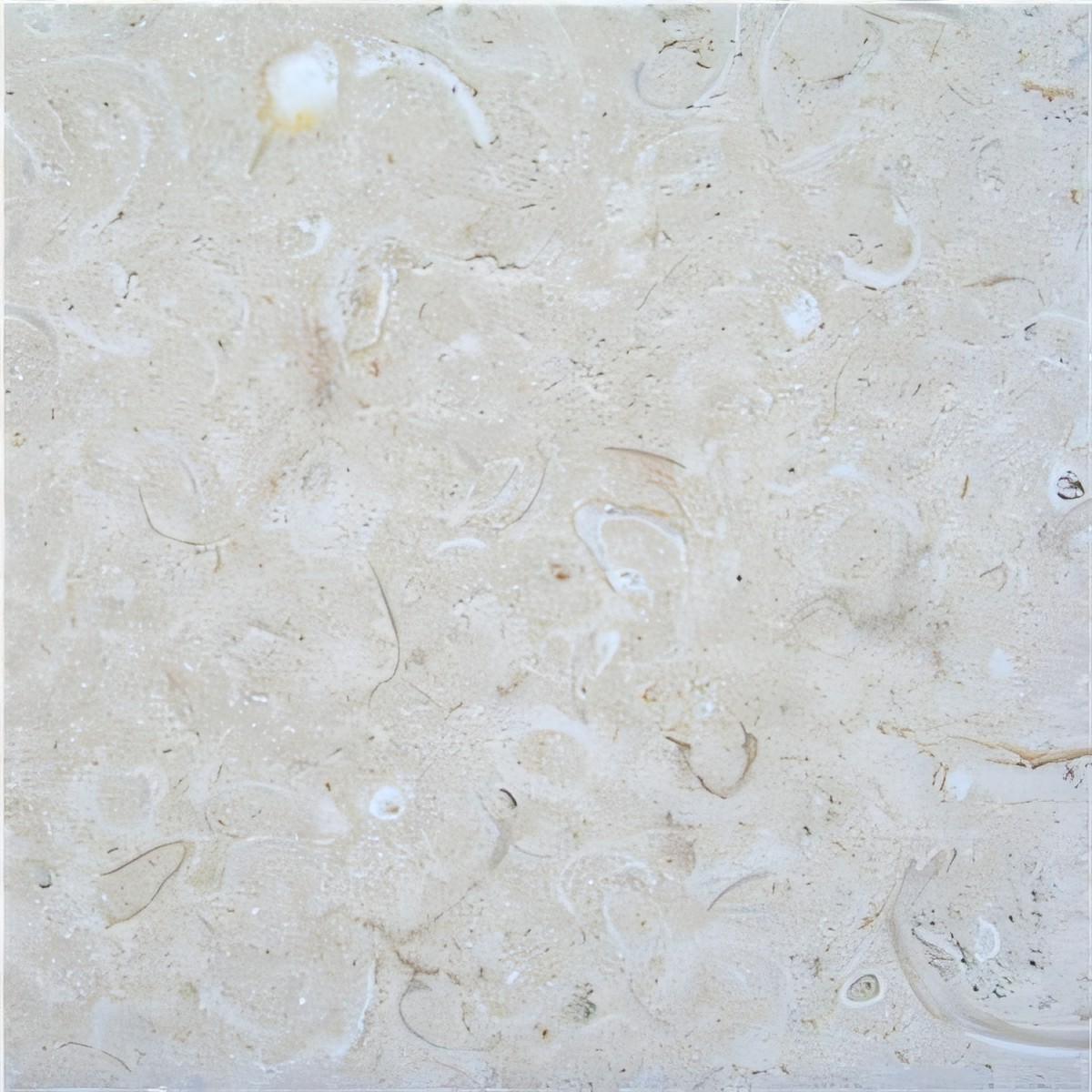 ULG-LMS-061 - Coquina Shellstone