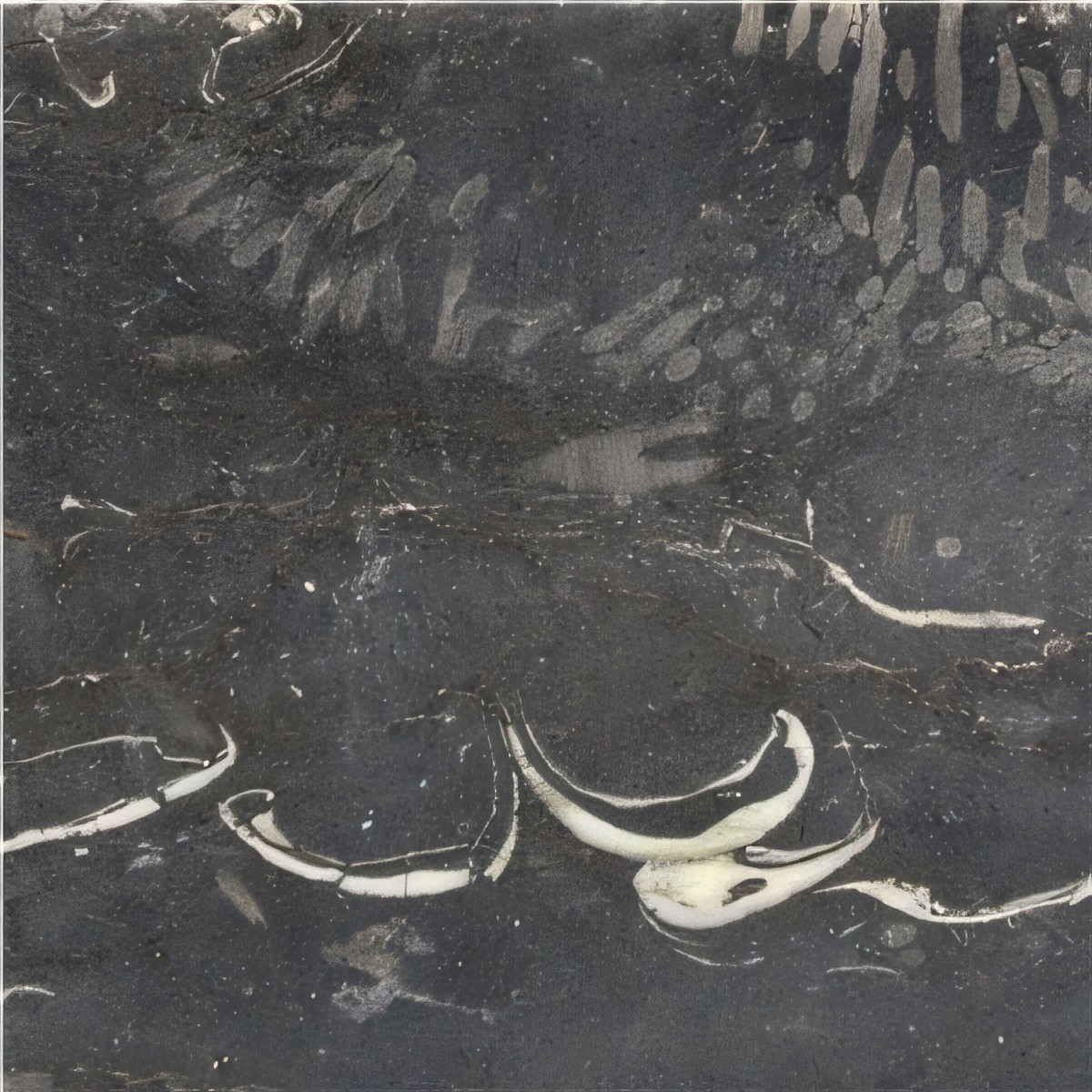 ULG-LMS-072 - Kilkenny Black Fossil Limestone