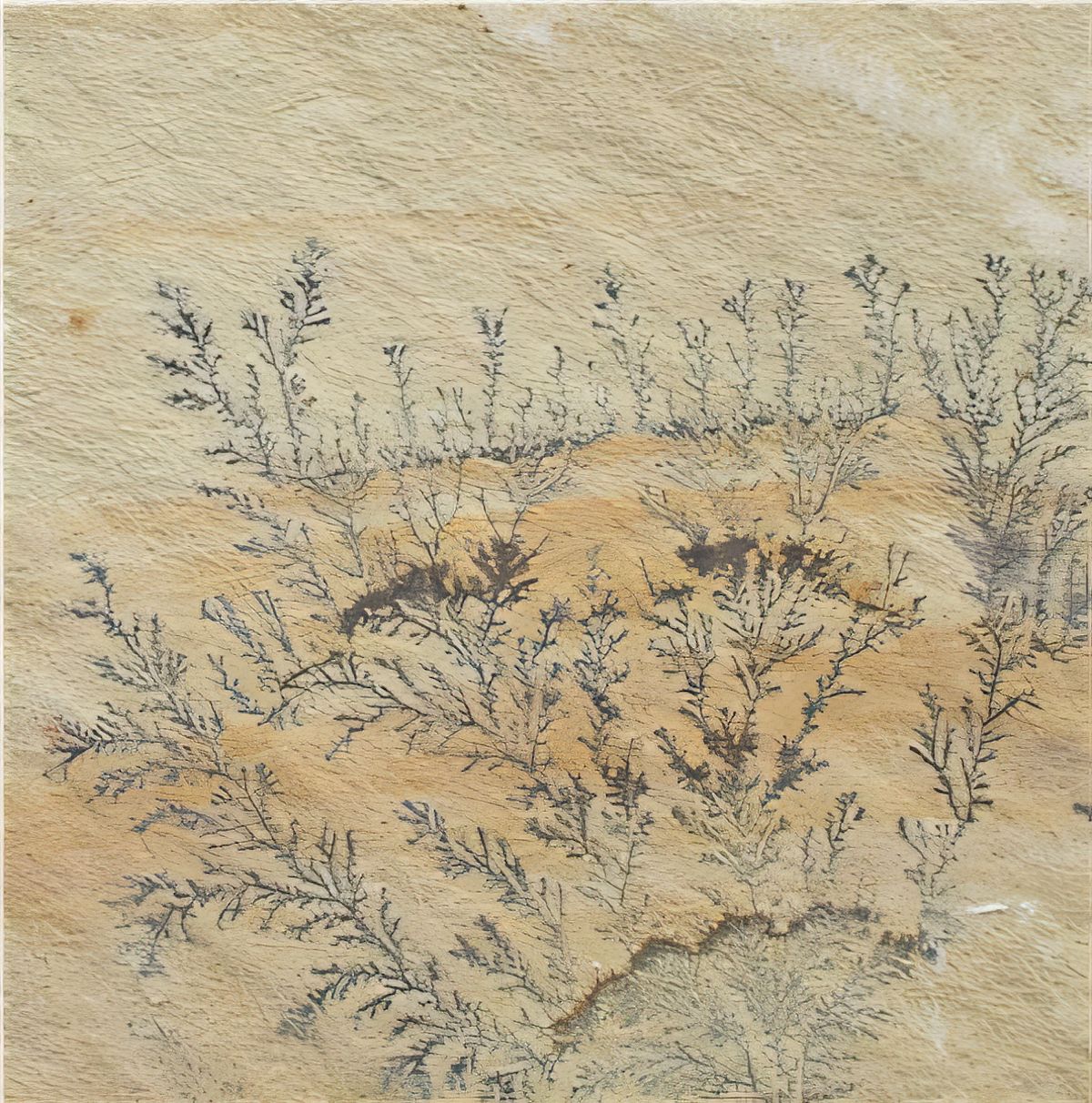 ULG-SND-012 - Fossil Sandstone